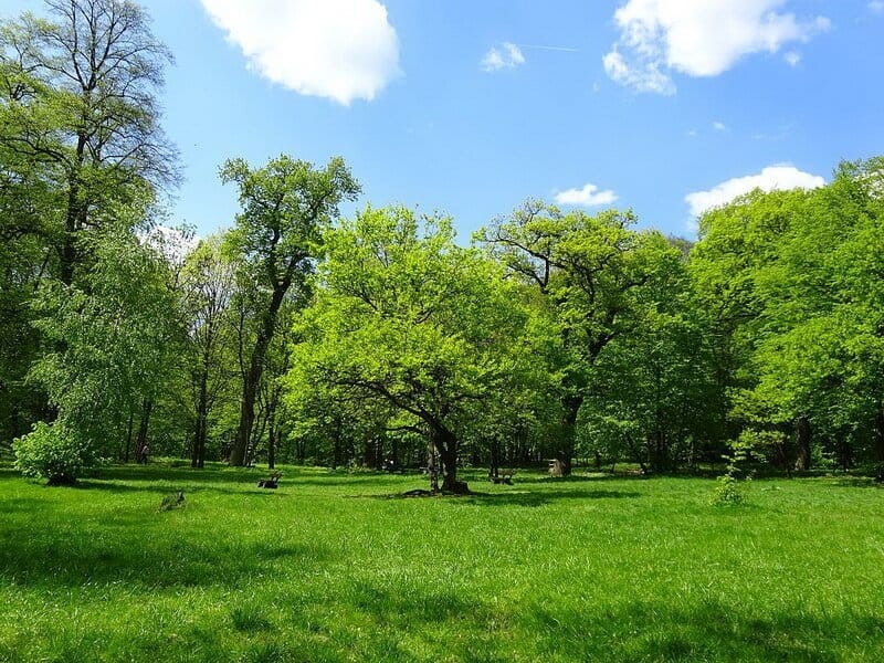 Wola Forest