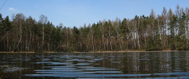 Puszcza Niepołomicka