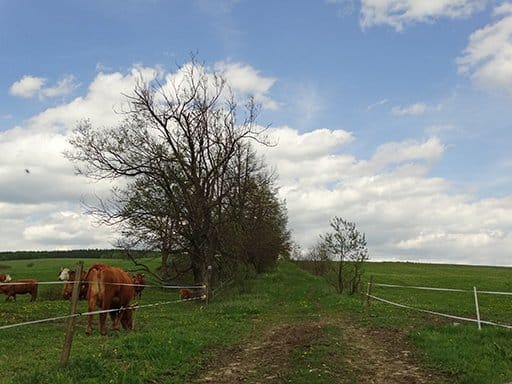 sciezki-beskidu-niskiego