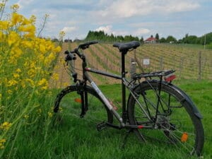 Winnica i Rower