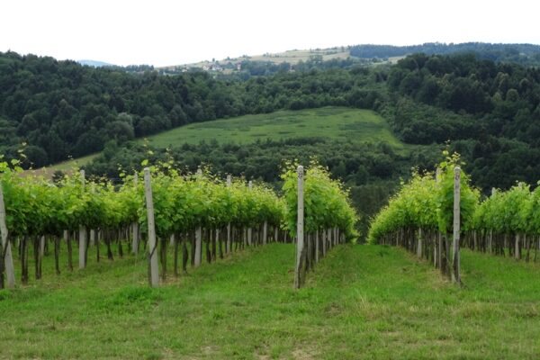 velowino-pogorze-winnica-chodorowa
