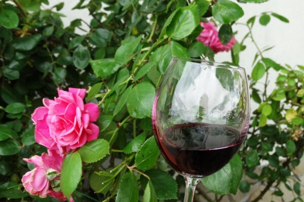 velowino-pogorze-winnica-rodziny-stecow
