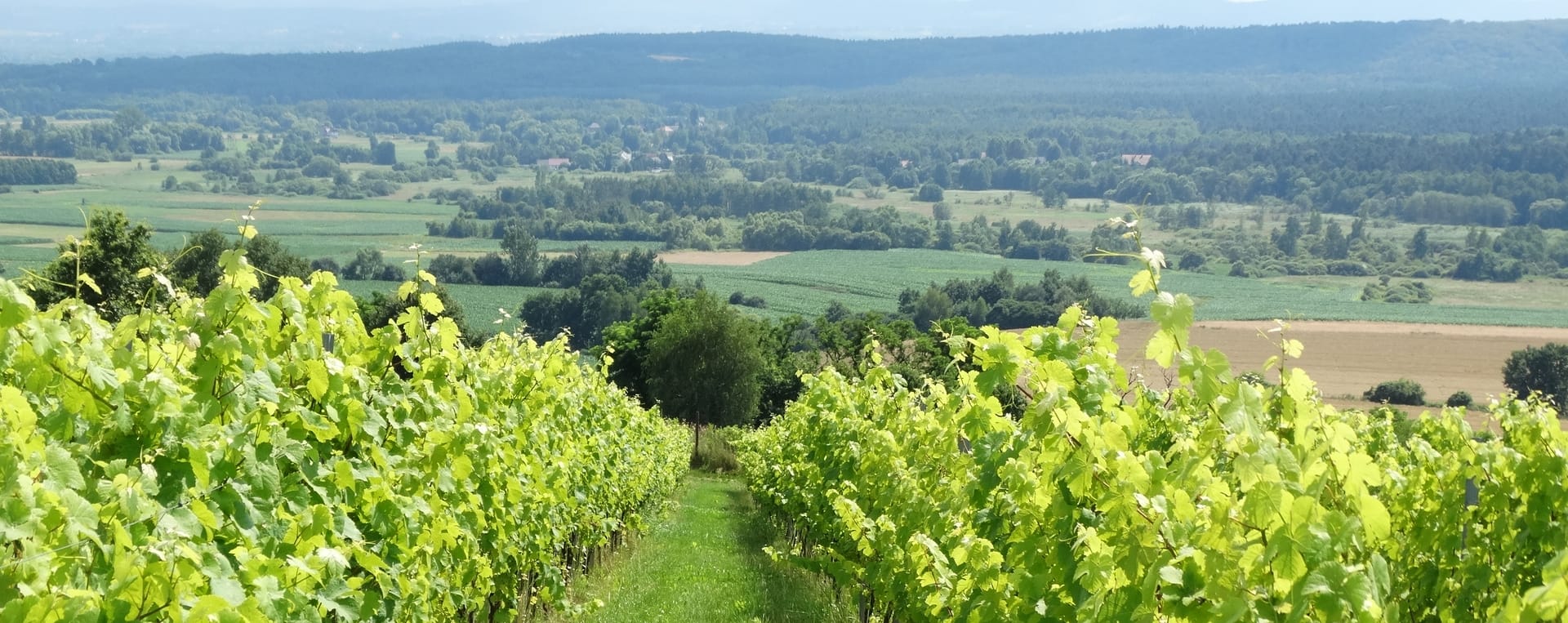 Winnice pod Krakowem – na zachód od miasta