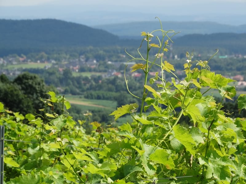 Winnice pod Krakowem