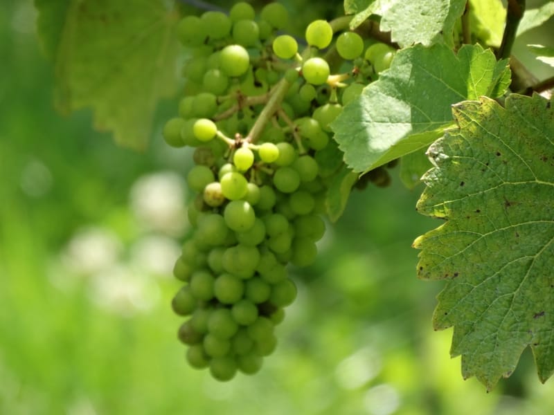 Winnice pod Krakowem