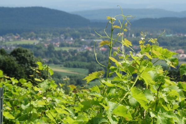 winnica-jura-1