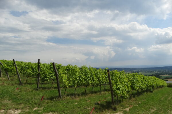 winnica-jura-3