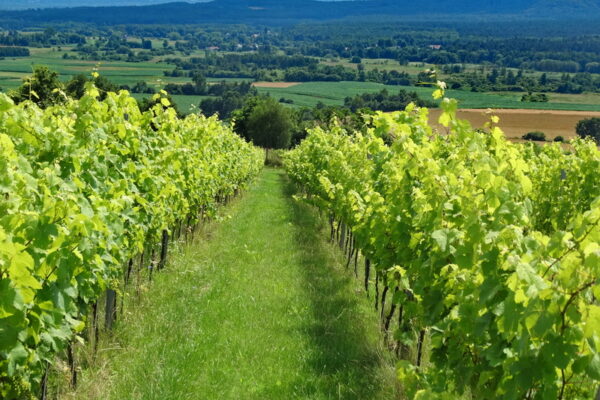 winnica-jura-4