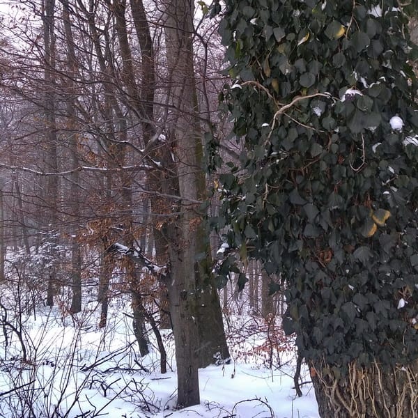 Uroczysko Janowice