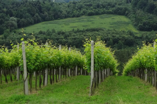 VeloWino Pogórze
