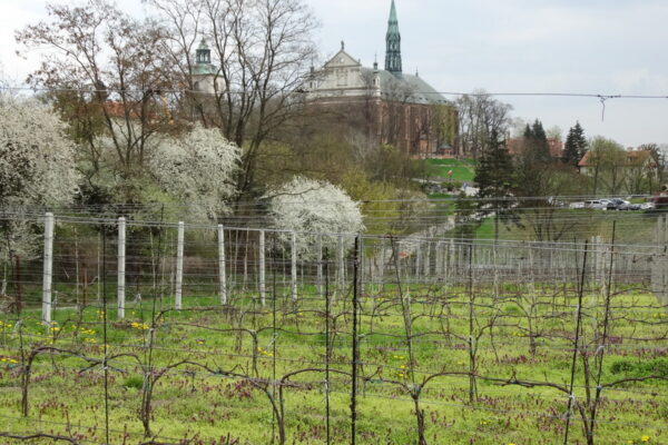 winnica-sw-jakuba